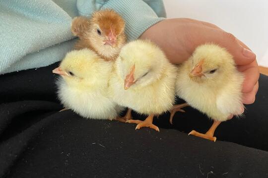 Jarní zázrak: líhnutí kuřátek v naší školce 1