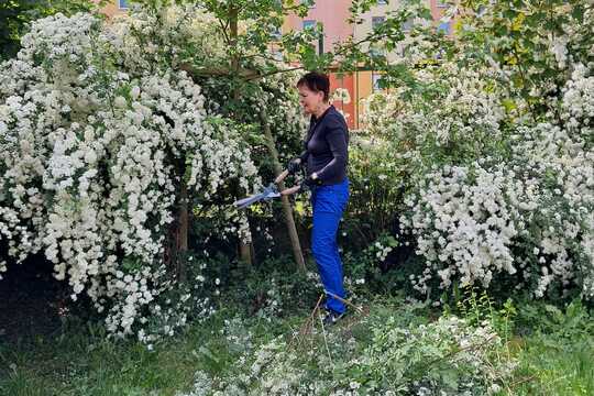 Brigáda na školní zahradě s rodiči a prarodiči dětí Brigáda na školní zahradě s rodiči a prarodiči dětí 1