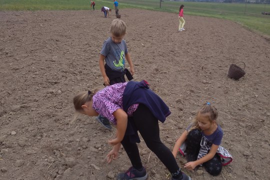 Dokopaná - sbíráme brambory 1