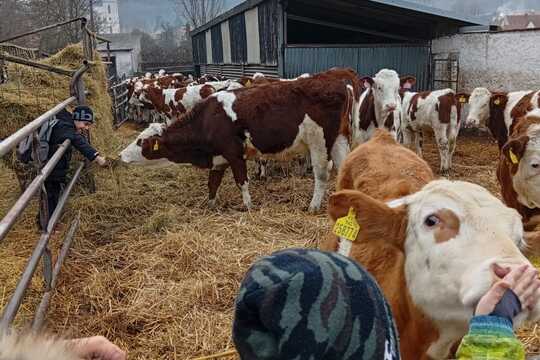 Za zvířaty na Rodinnou farmu Suchý ve Slavětíně Za zvířaty na Rodinnou farmu Suchý ve Slavětíně 1