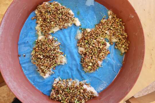 Co roste na Zemi - Sluníčka 1