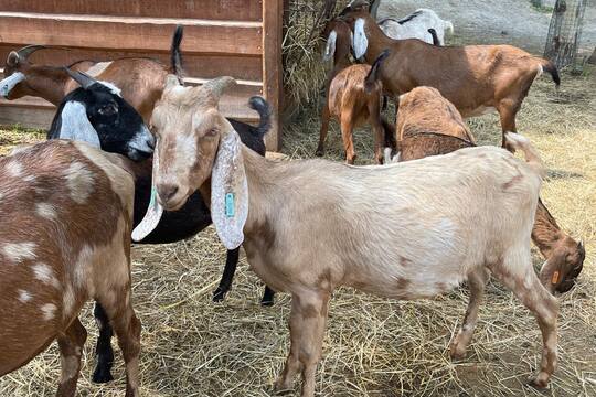 FARMAPARK U TOMA 1