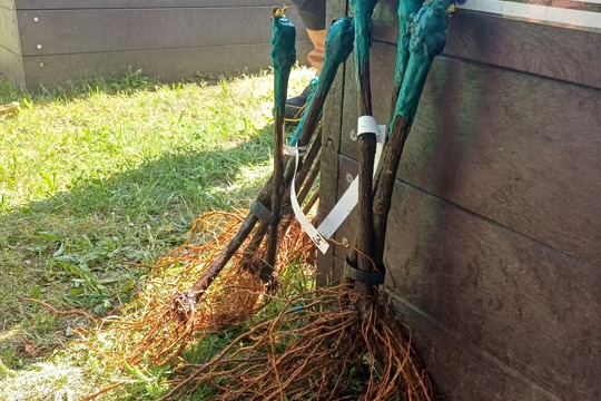 Naše školková vinice 1