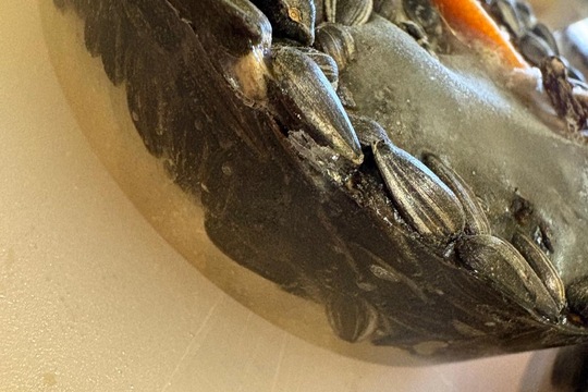 Ledová lednová krmítka  1