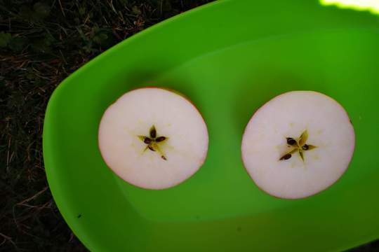 První jablíčko z naší jablůňky 1