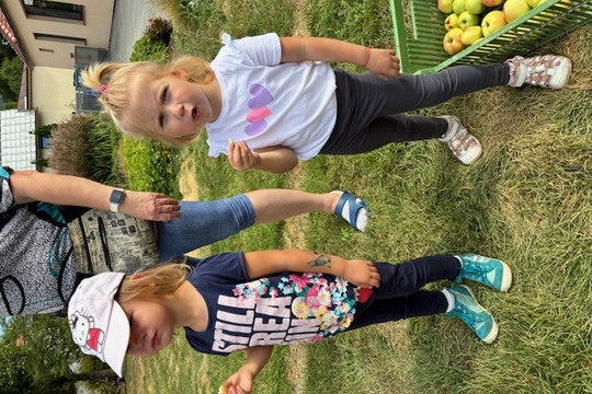 Sklízení jablek na naší zahradě 1