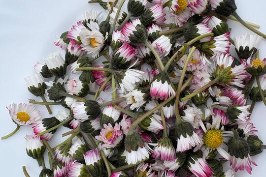 Ke svačině jaro  1