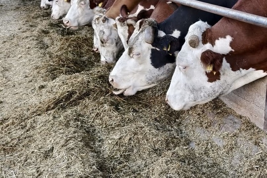 Farmářské produkty k nám do školky Farmářské produkty k nám do školky 1