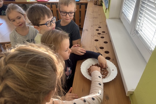 Klíčení semínek 1