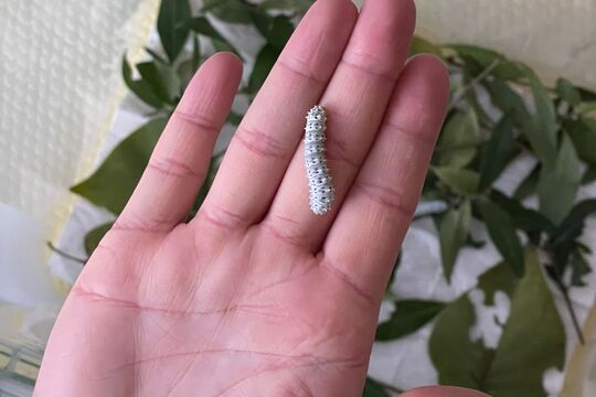 Naše housenky - budeme mít motýlky 1