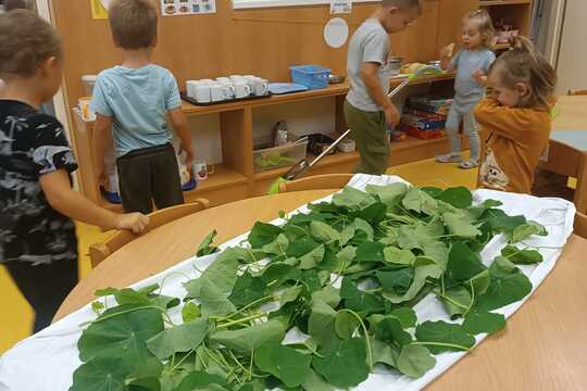 Broučci a kouzelné pesto z lichořeřišnice 1
