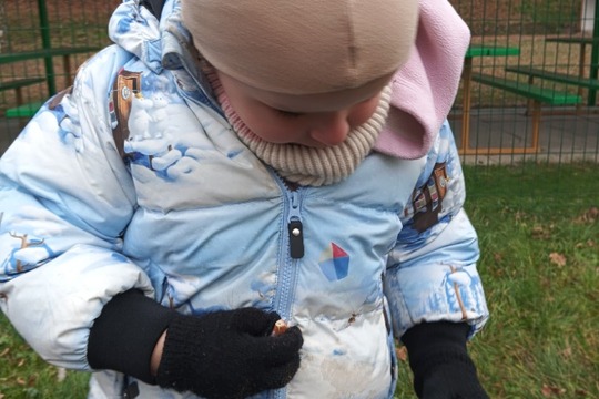 SÁZENÍ ČESNEKU V MŠ KAJLOVCI 1