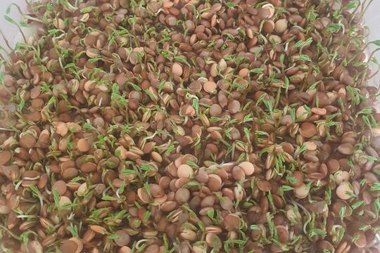 Pěstujeme microgreens - Sovičky 1