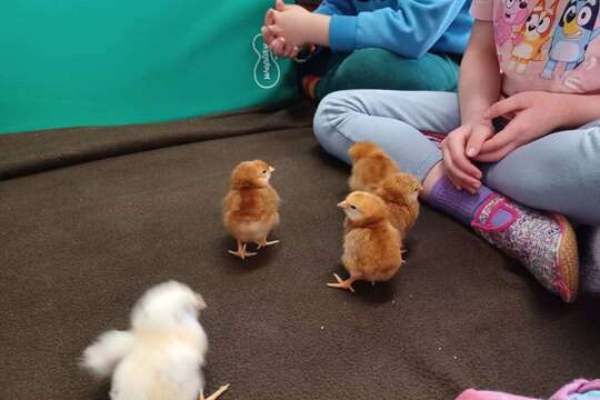 Od vajíčka ke kuřátku 1