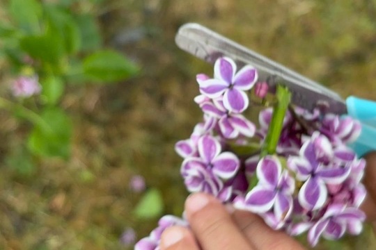 Šeříkový sirup jako dárek Šeříkový sirup jako dárek 1