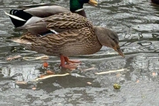 Ptáci v zimě Ptáci v zimě 1