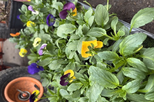 Podpora lokálního zahradnictví Podpora lokálního zahradnictví 1