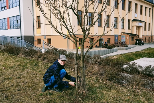 Jarní řez ovocných stromů 1