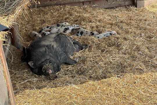 Výlet za zvířátky - Zoopark Zelčín 1