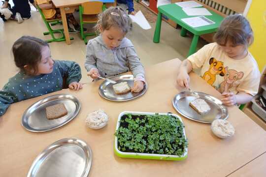 Microgreens 1