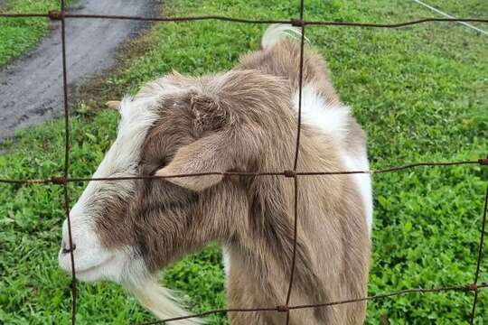 Ježečci z MŠ Soběchleby - Hospodářská zvířata 1