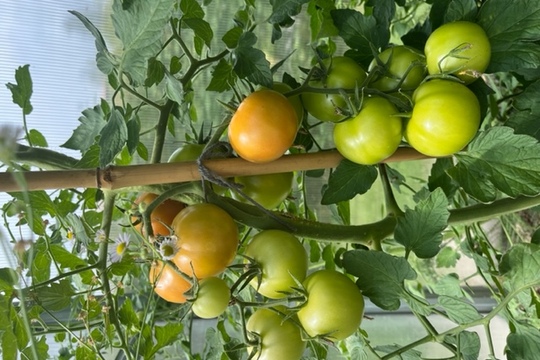 Jak nám dozrála rajčátka ze skleníku 1