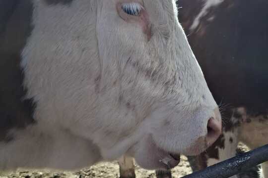 Výlet na Zlatou farmu  1