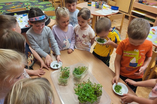 Microgreens - Kytičky 1