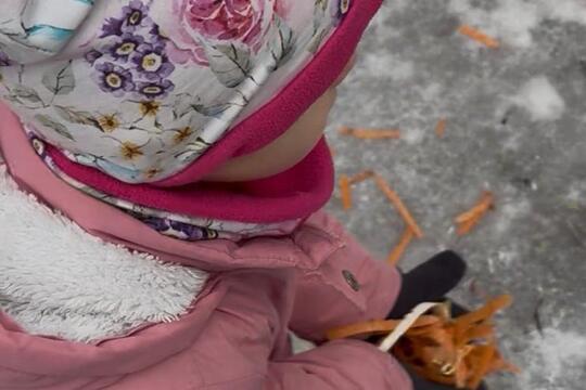 Ptáci v zimě Ptáci v zimě 1