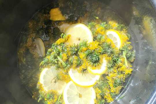 Pampeliškový med - Sluníčka 1