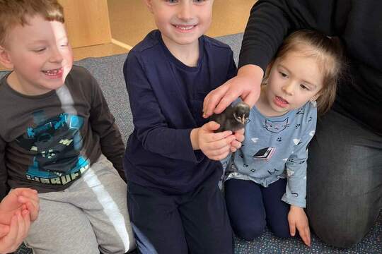 Líhnutí kuřátek 1