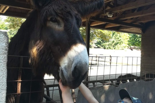  DĚTI Z MŠ MÁNESOVA KROMĚŘÍŽ NA VÝLETĚ ZA ZVÍŘÁTKY 1