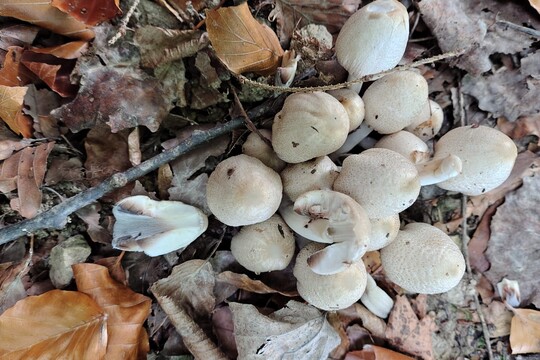 Podzimní družinka 1