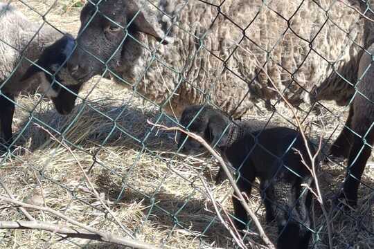 Výlet na Zlatou farmu  1