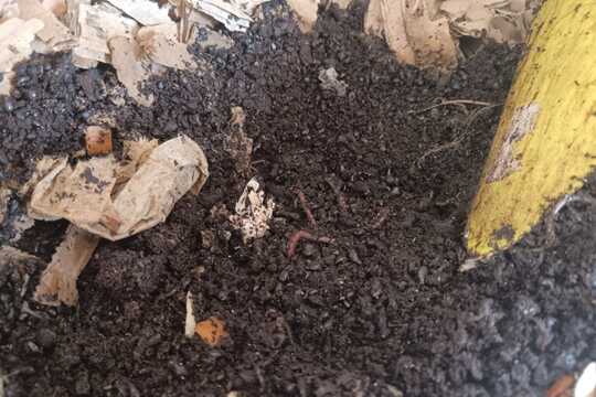 Vermikompostér Vermikompostér 1