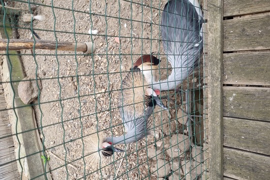 Ježečci z MŠ Soběchleby - Návštěva Bioparku v Teplicích 1