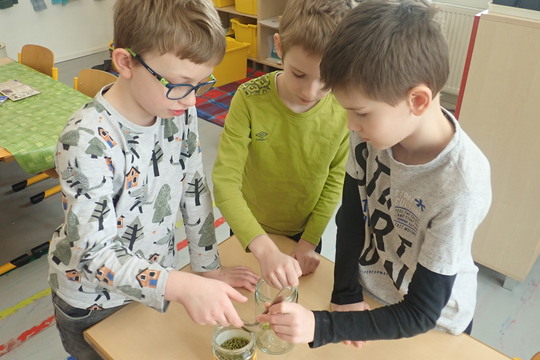 Klíčení mungo fazolí 1