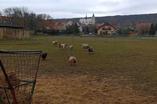 Za zvířaty na Rodinnou farmu Suchý ve Slavětíně Za zvířaty na Rodinnou farmu Suchý ve Slavětíně 1