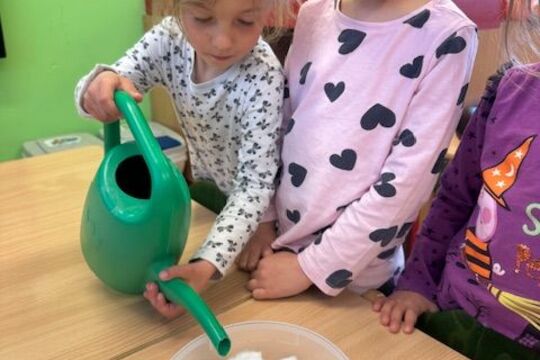 Microgreens - Sovičky 1