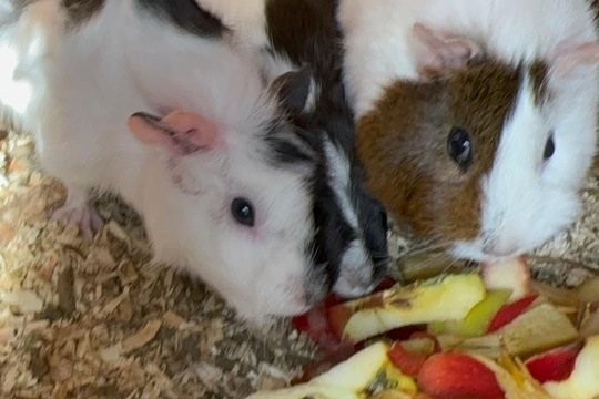 Co se v mládí naučíš …. 1