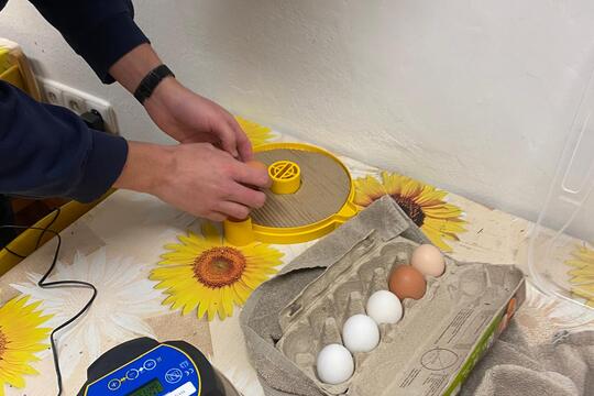 Jarní zázrak: líhnutí kuřátek v naší školce 1