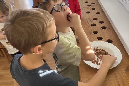 Klíčení semínek 1