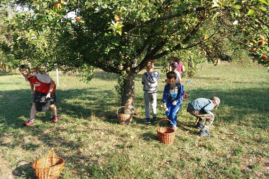 Moštování v Ledkově 1