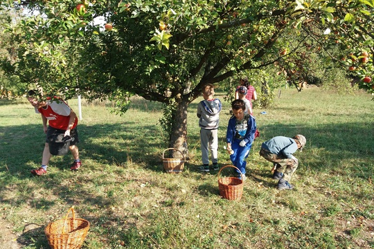 Moštování v Ledkově 1