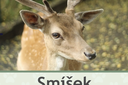 Adopce daňka  1