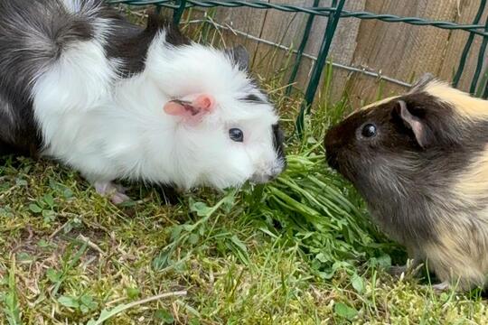 Venčíme morčátka  1