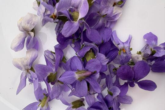 Ke svačině jaro  1