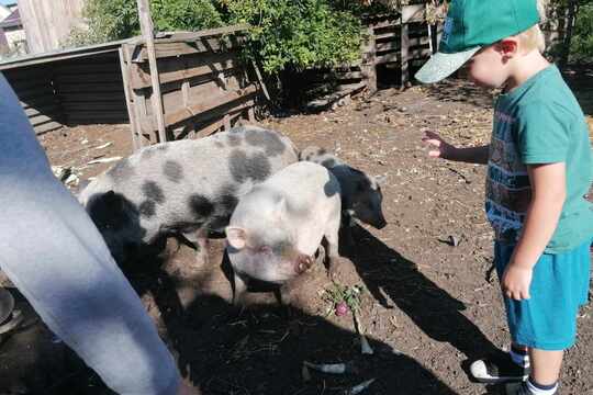 Za prasátky na farmě  1