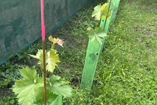 Naše školková vinice 1