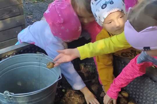 Sklízíme brambory a dýně z našich záhonků 1
